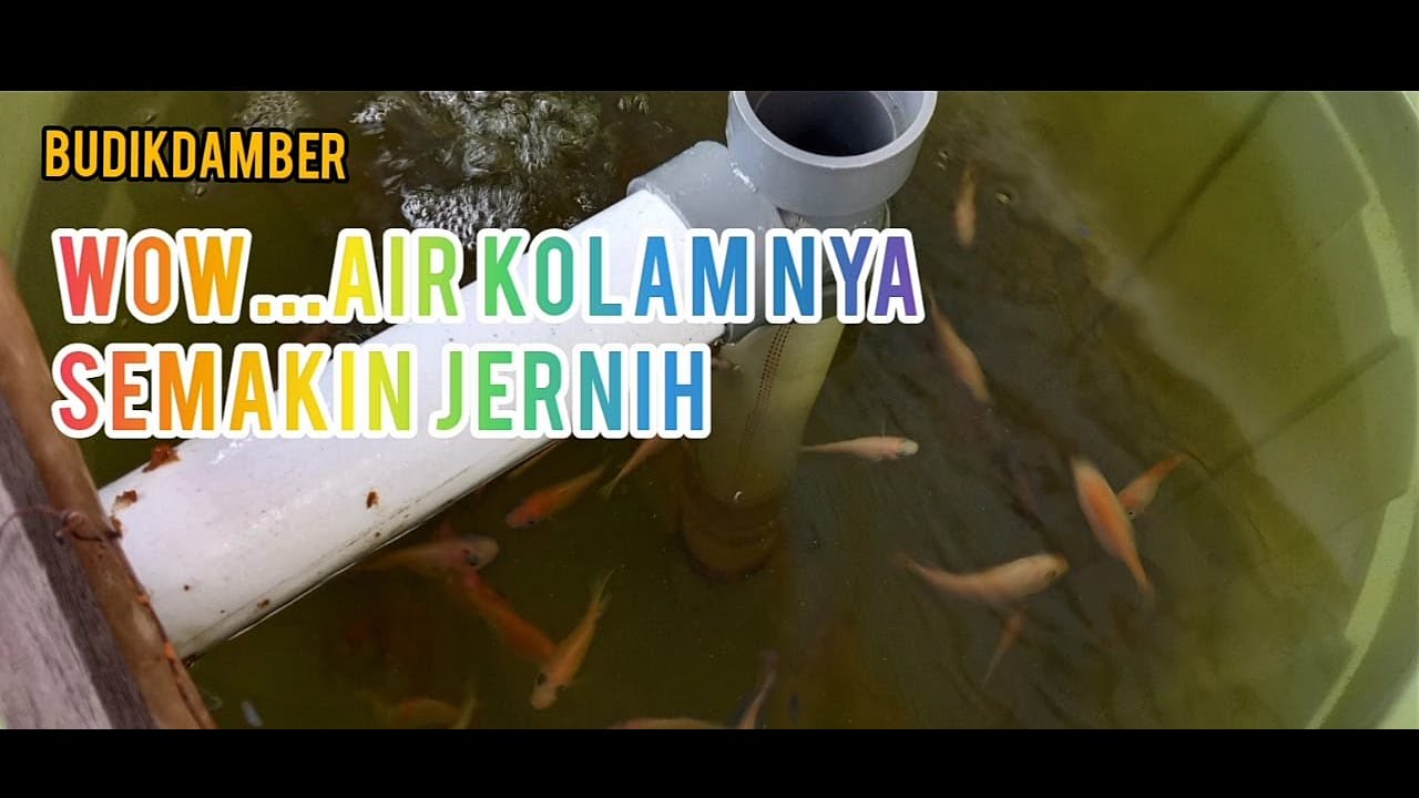 membuat filter budidaya ikan nila dalam ember (budikdamber) sistem RAS