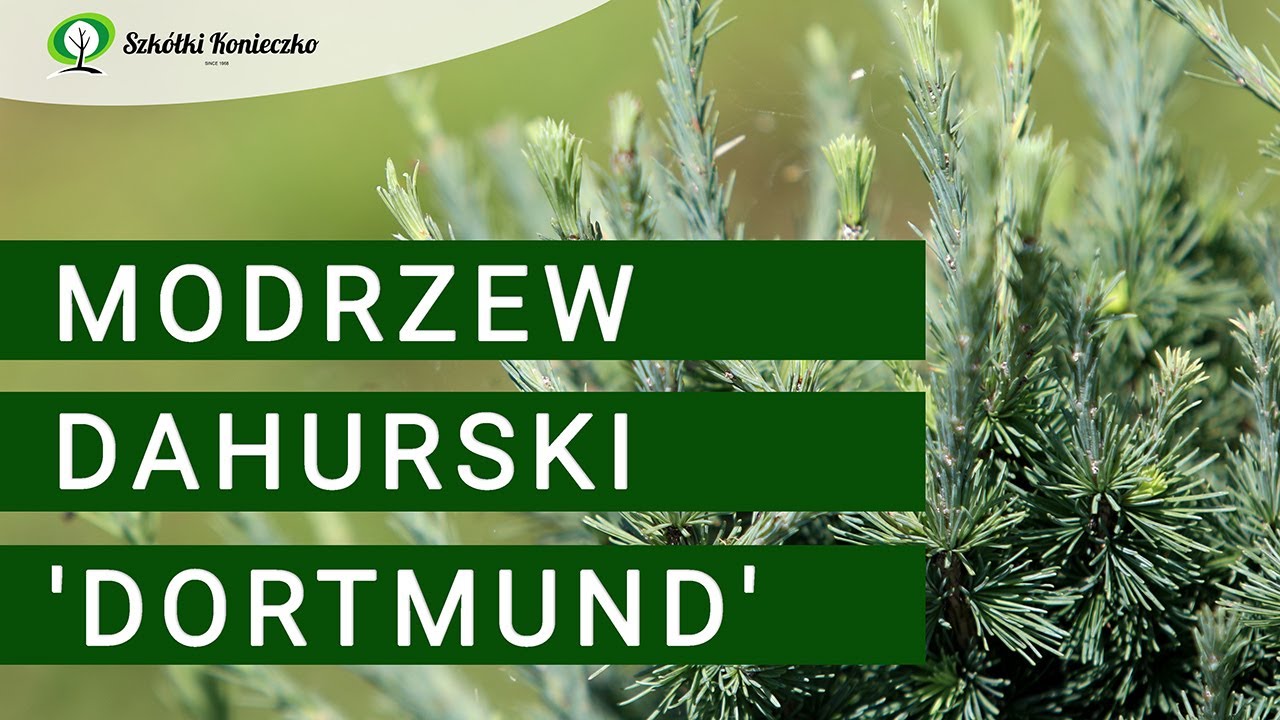 Modrzew dahurski 'Dortmund' - Wyjątkowa roślina kolekcjonerska | Iglaki do Ogrodu