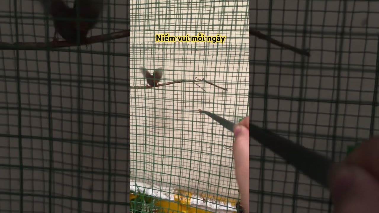 Cho chim s&acirc;u đầu đỏ ăn - c&aacute;ch thuần chim #chimcanhmiennui #chimhutmat7mau #birds #chims&acirc;u