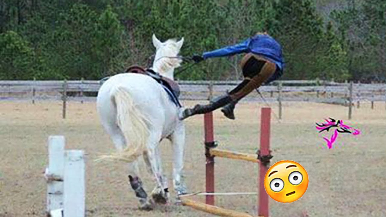 New Funny Horse 🐴 - funniest and cute Horse Videos Compilation Made your day with 🐴1