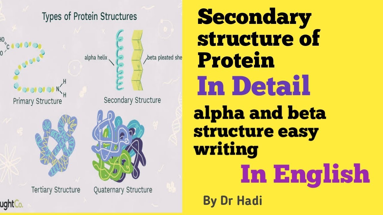 Detailed secondary structure  alpha and beta  form of Protein In English By Dr Hadi