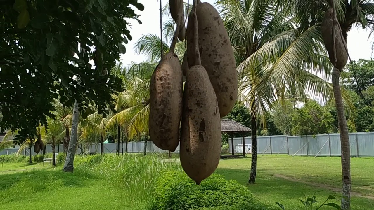 Kigelia africana - sausage tree fruit at Borobudur in Java