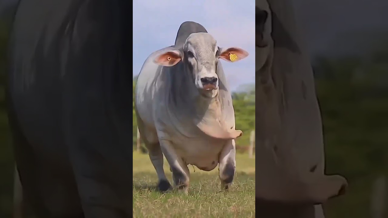 New Fateh jangi bull 2024/2025 #shorts #domailmandi #fatehjangbulls #cow #animals #youtubeshorts