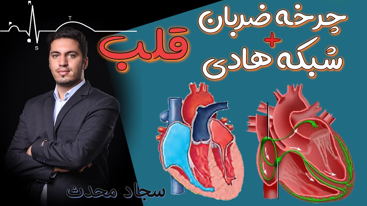 چرخه ضربان قلب و شبکه هادی قلب / نکته و تست کنکور 1401 / یک بار برای همیشه / @biologymedia