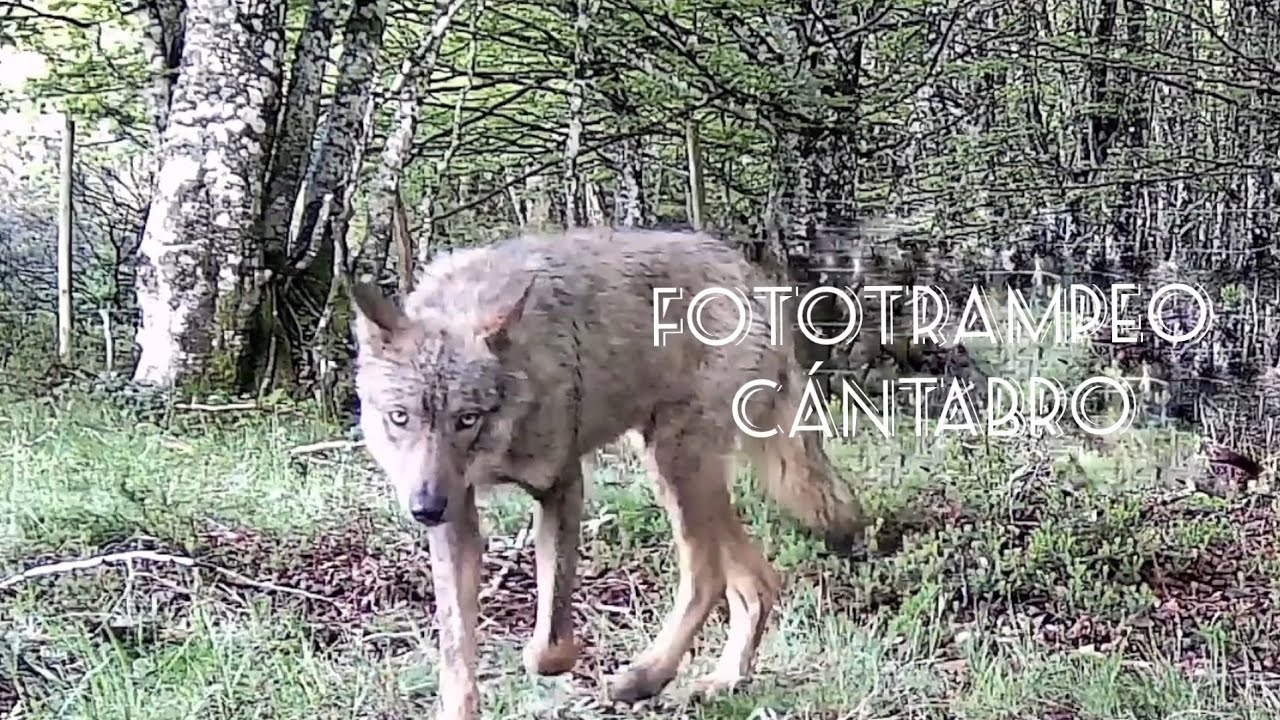 Cantabria El lobo (parte I).  Fauna ibérica. Fototrampeo Cántabro.
