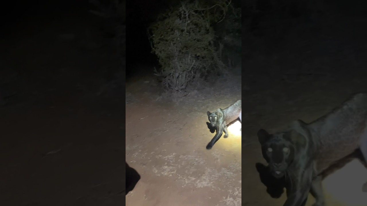 sasan gir National park junagadh Gujarat forest #shorts #youtubeshorts #shortsfeed #gir #forest