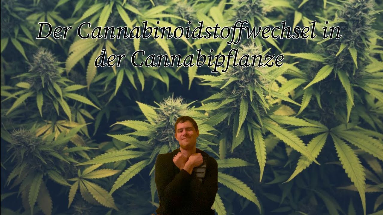 Der Cannabinoidstoffwechsel in der Cannabispflanze chemisch erkl&auml;rt
