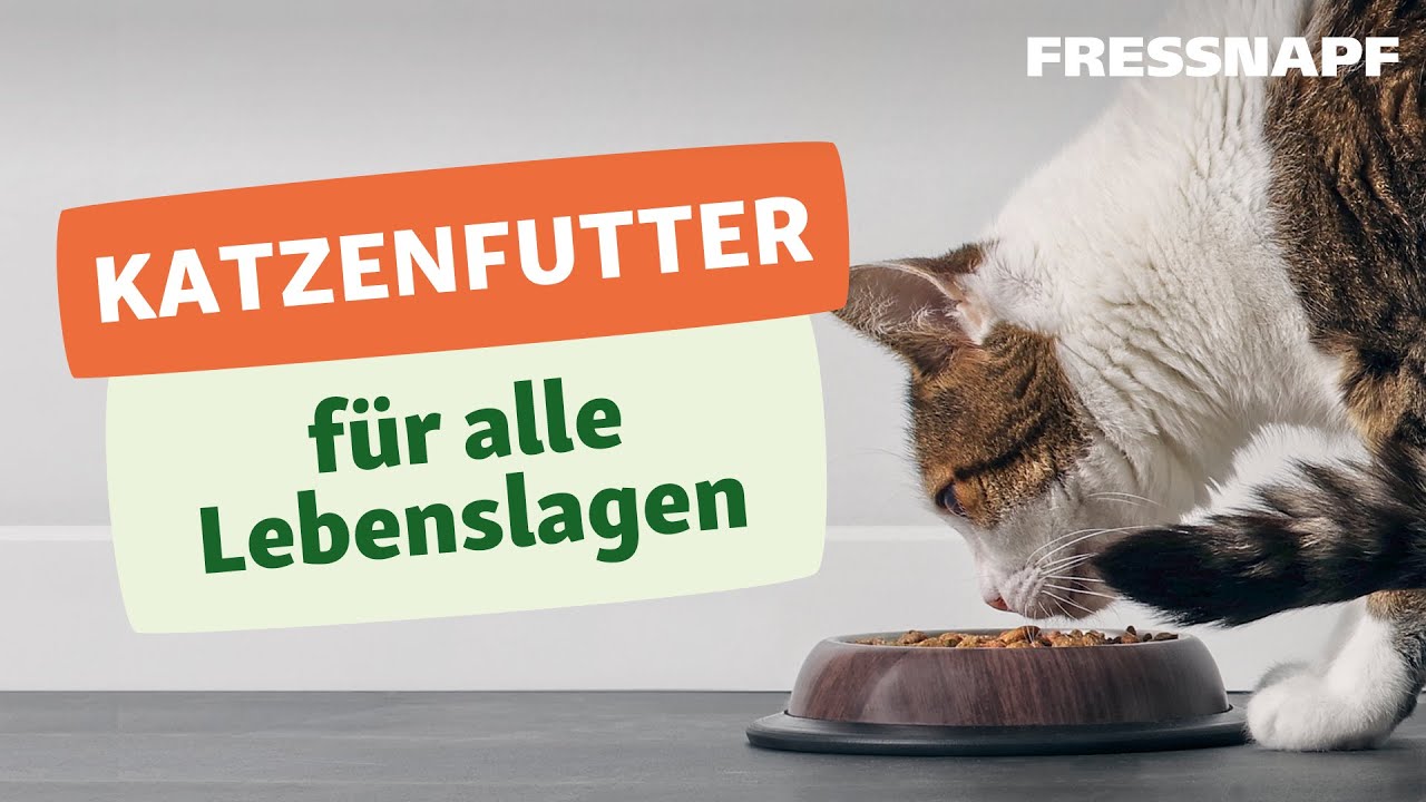 Welches Katzenfutter ist das Beste? Unsere Tipps f&uuml;r Kitten, Adult & Senior