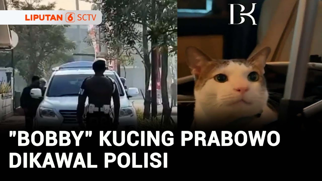 Viral! Bobby Kertanegara Kucing Prabowo Dikawal Polisi, Istana: Tanggung Jawab Negara | Liputan 6