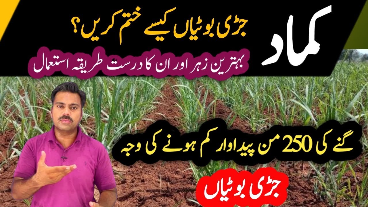 How to control weeds in sugarcane field | Weeds management in sugarcane crop | Abid Ali Agrarian