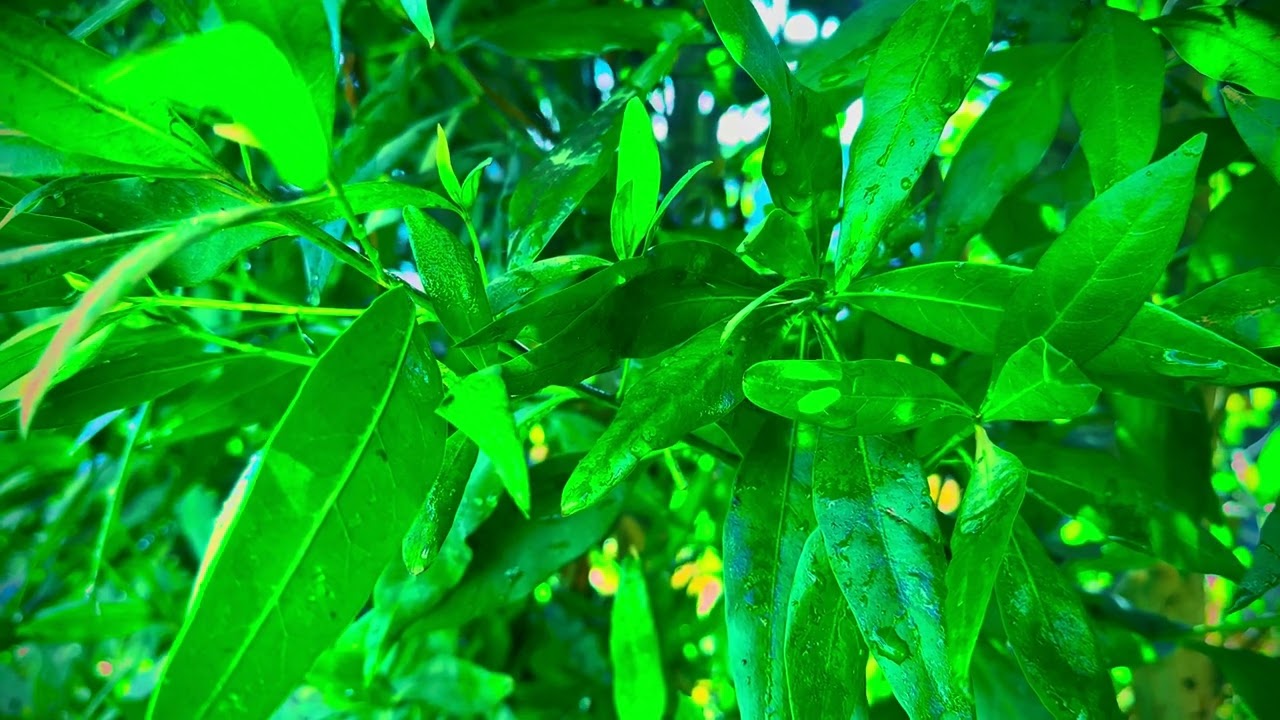 Pure Calm in 60 Seconds | Water on Leaves | WhatsApp Status 