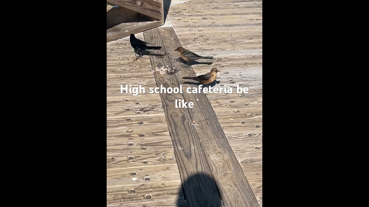 High school cafeteria be like ￼