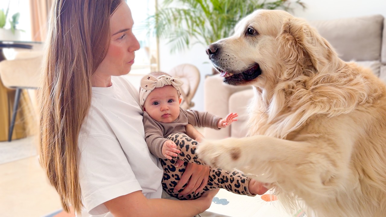 This Golden Retriever Refuses to Stay Away from the Baby