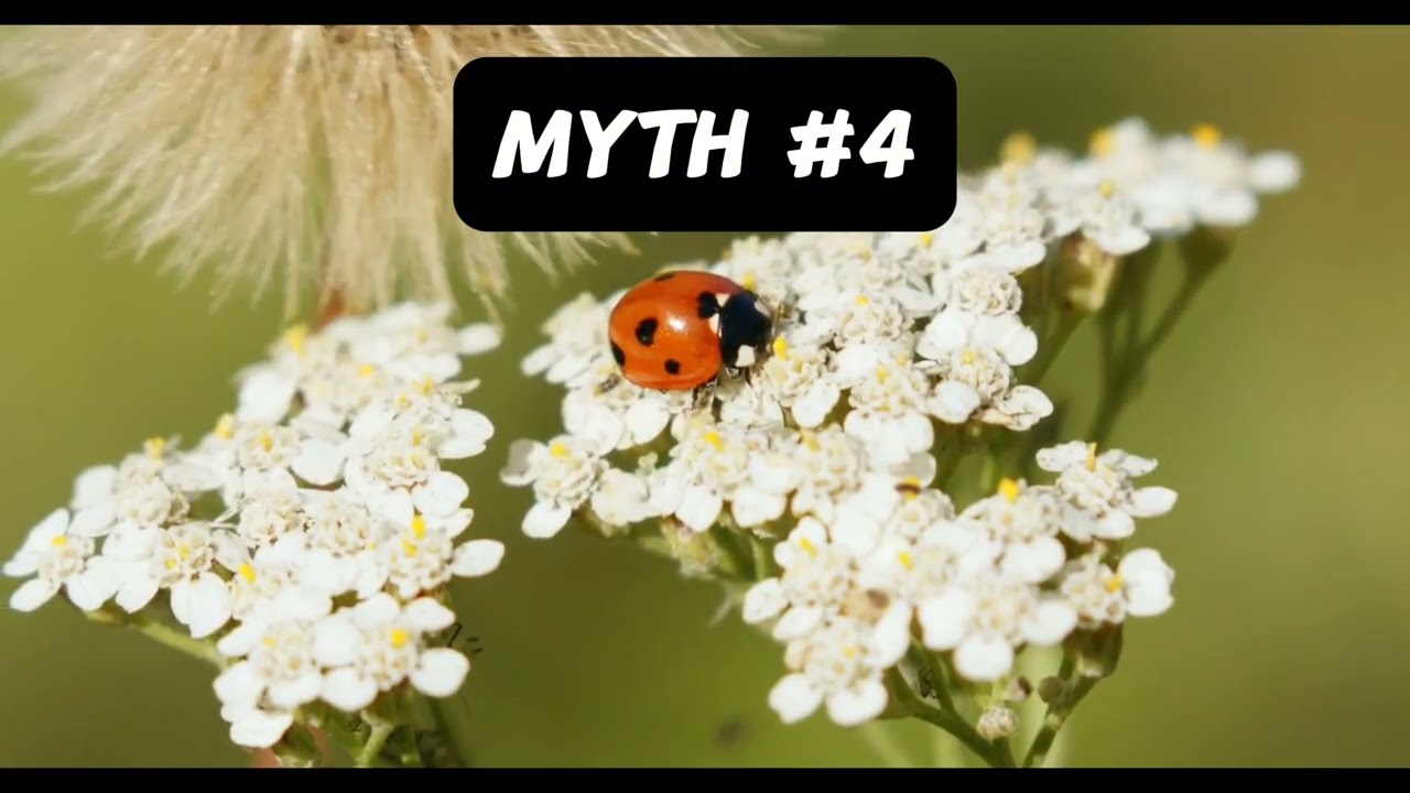 Unveiling Environmental Myths: Separating Fact from Fiction for All Ages!