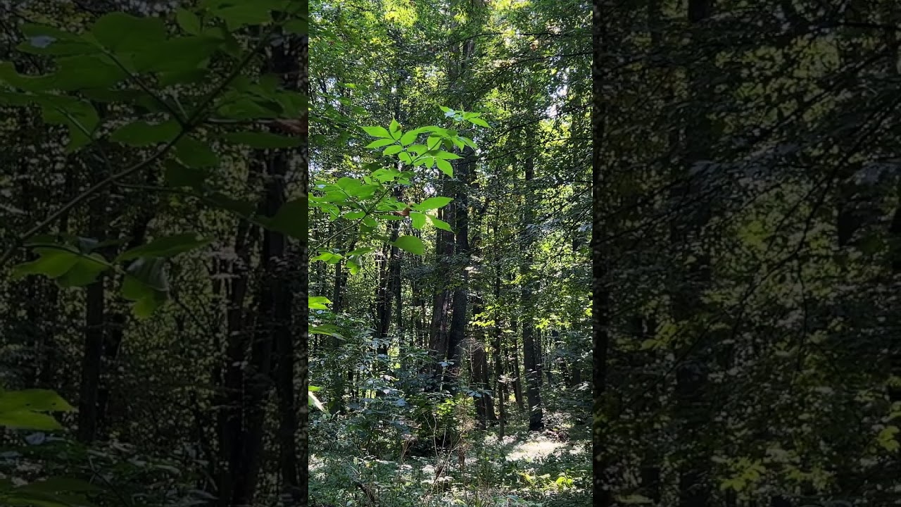 Serene Forest Escape | Peaceful Nature Sounds
