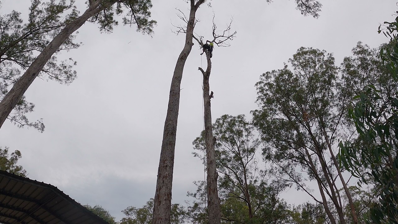 Some more red stringybark trees