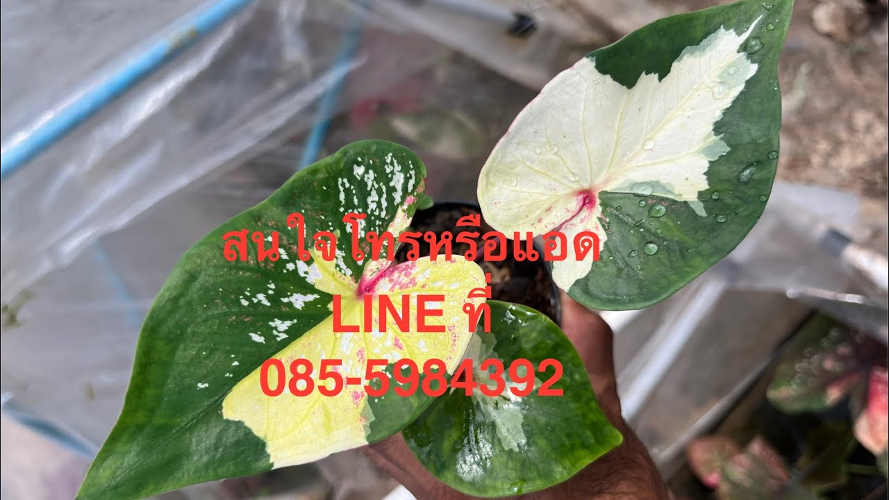 ￼13-3-26บอนสีสวยสวยราคาเบาเบาครับสนใจโทรหรือแอด LINE ที่ 085-5984392