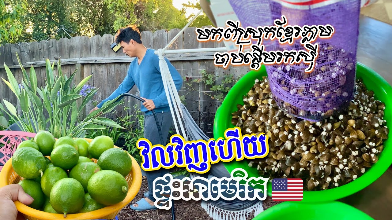 RETURN TO USA from CAMBODIA TRIP - FIRST REACTION AT HOME GARDEN មកដល់អាមេរិកវិញ ចាប់ផ្តើមរកសុីភ្លាម
