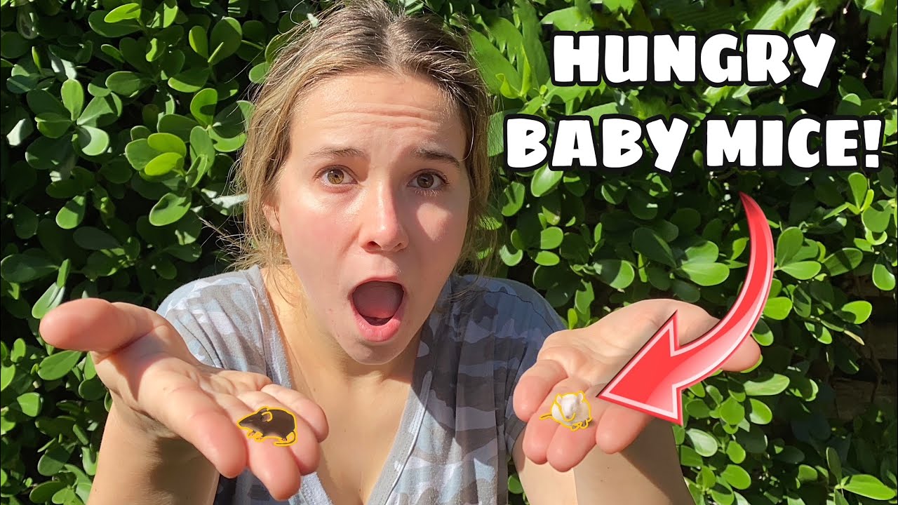 HAND FEEDING MY BABY MICE!