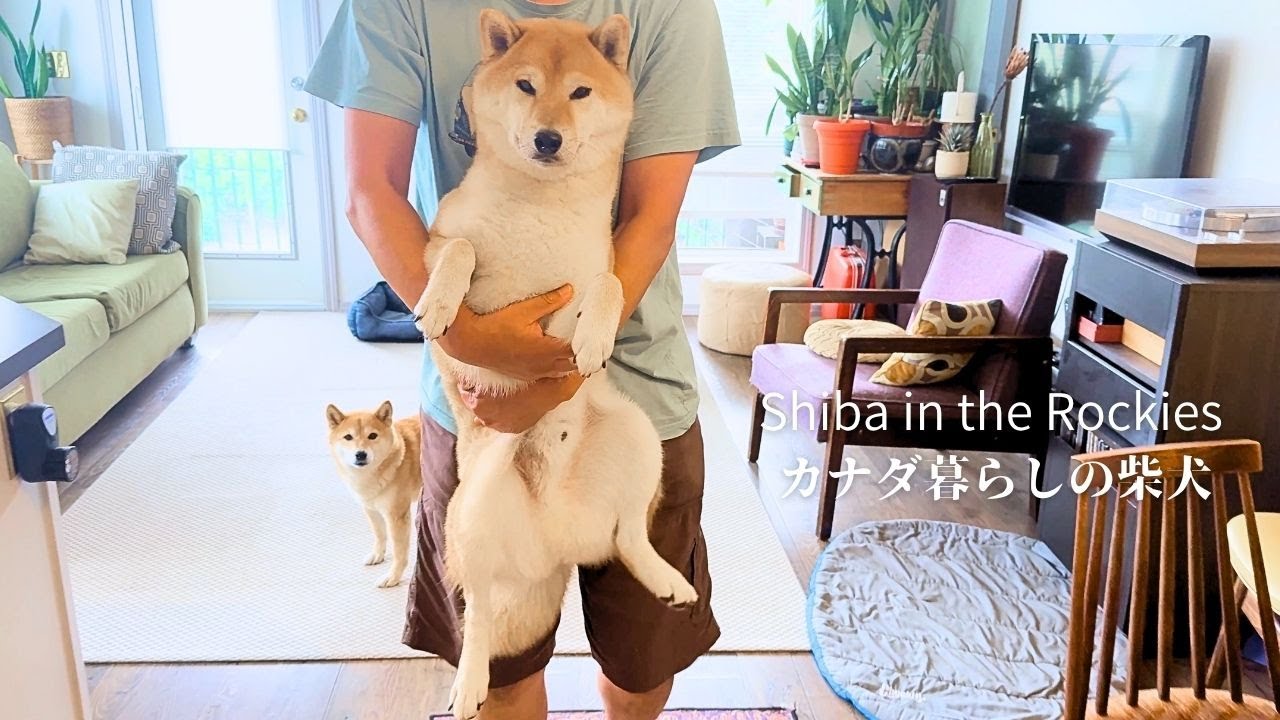 好きなことと嫌いなことが思いっきり顔に出てしまう柴犬の１日 [4K]