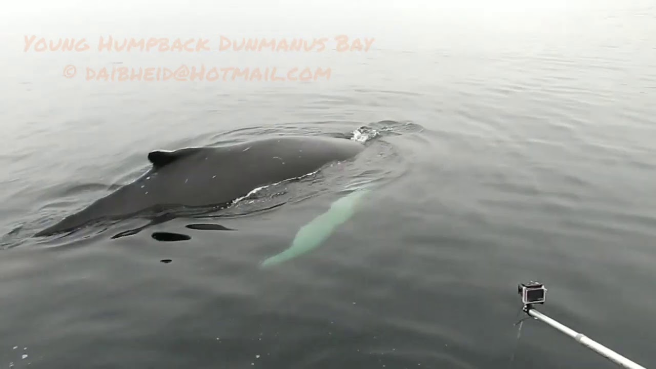 Young Humpback Whale Close Encounter Dunmanus Bay, Ireland Part 1