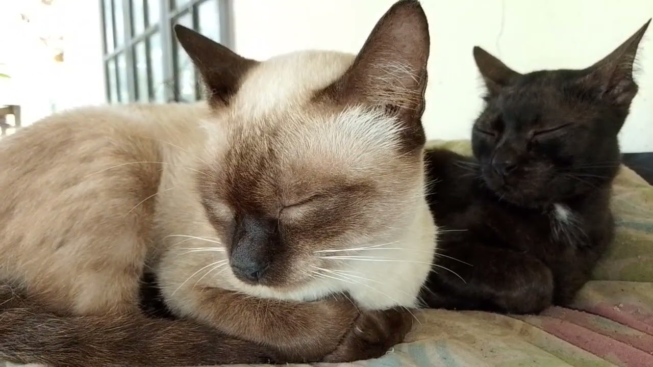 @#ฝนตกมาเฟียหลับค่ะพี่ๆ🥰🥰💕#แมวน่ารัก#cute #cat#fanny#animals#ฝนตก❤❤💘💘💕💕