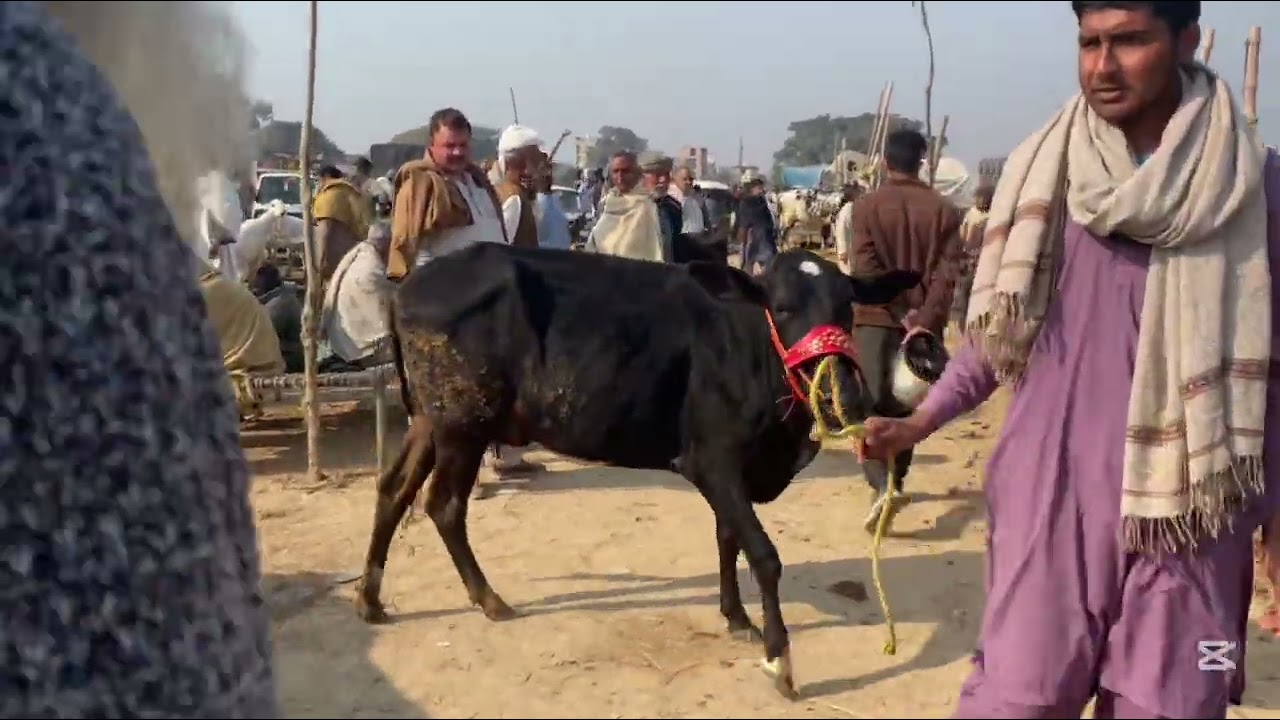 Mandra Mandi Today Update 18/02/2026 | Mandra Mandi Today Latest Updates 18/02/2026 |MandraMandi Cow