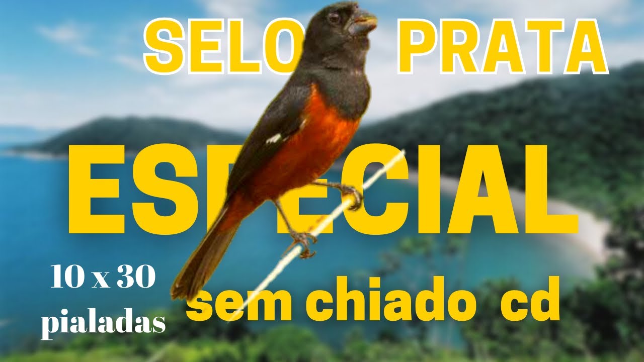 selo prata fh sem chiado de cd | midia para encarte 100% de aprendizado. 10 x 30 pialadas