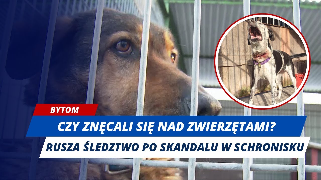 TO NIE KONIEC WALKI. MIASTO PRZEJĘŁO SCHRONISKO, RUSZA ŚLEDZTWO #bytom
