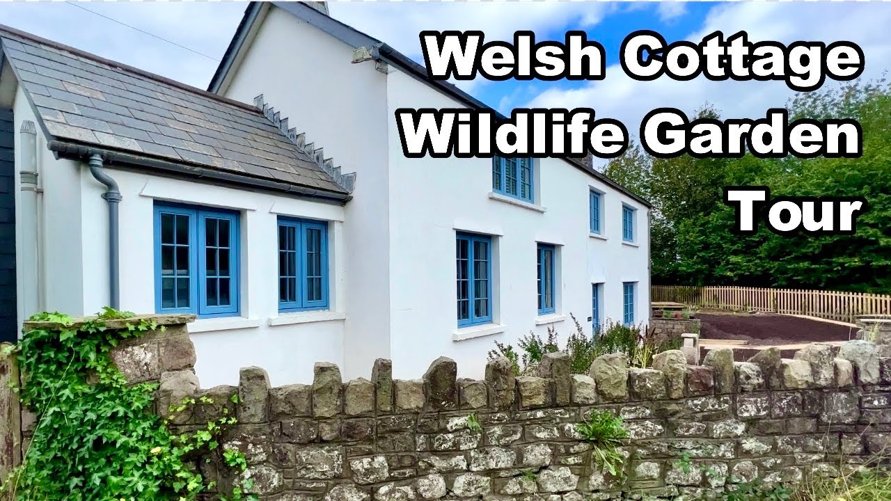 I Built A Wildlife Garden in Wales 🏴󠁧󠁢󠁷󠁬󠁳󠁿