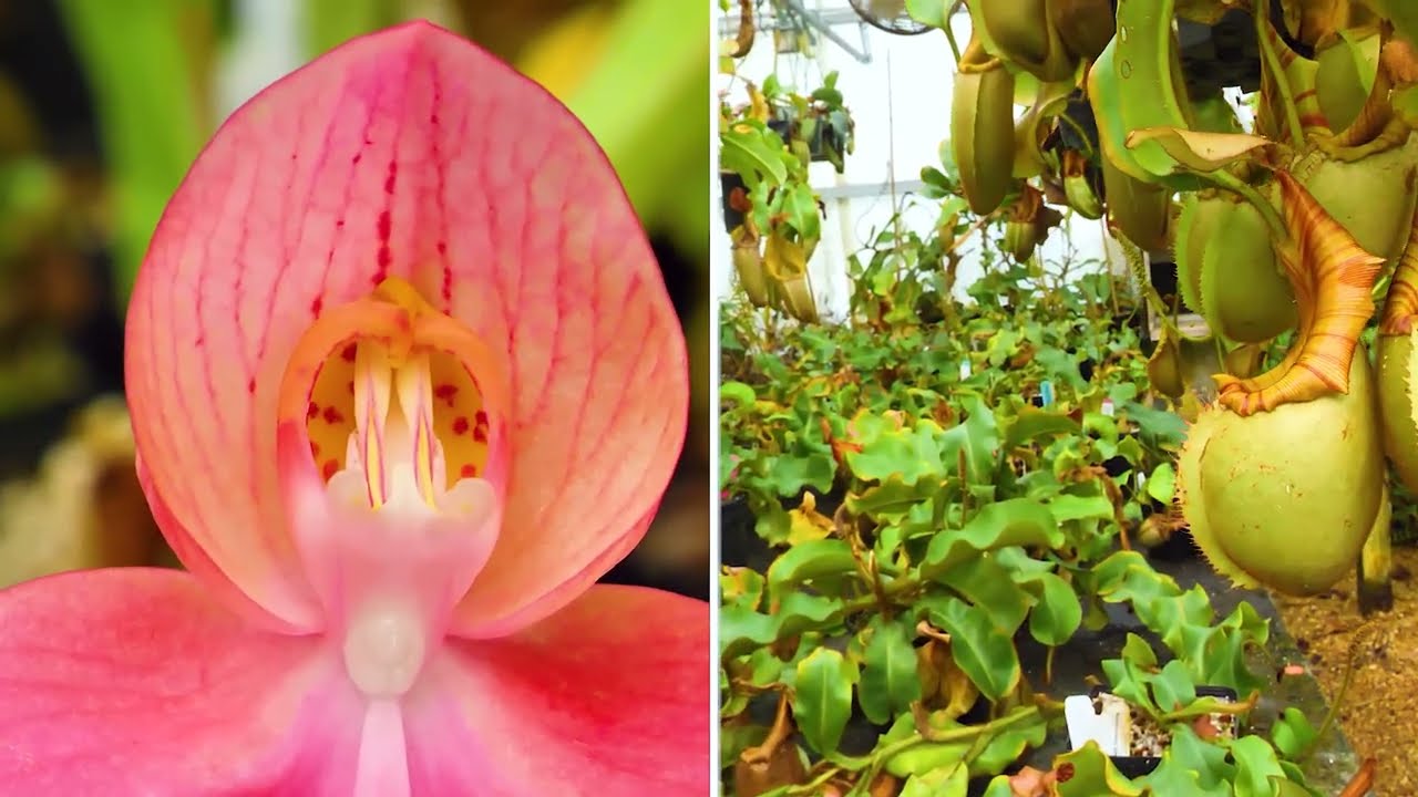 КАРНИВЕРО, ЧАСТЬ 1: 3 ключевых момента в уходе за плотоядными растениями