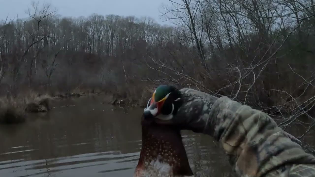 LIMITED OUT on Wood Ducks (INSANE Hunt)