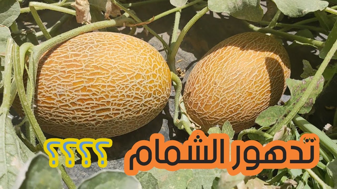 اهم اسباب تدهور النمو الخضري لمحصول الشمام 🤗🤗🤗🤗
