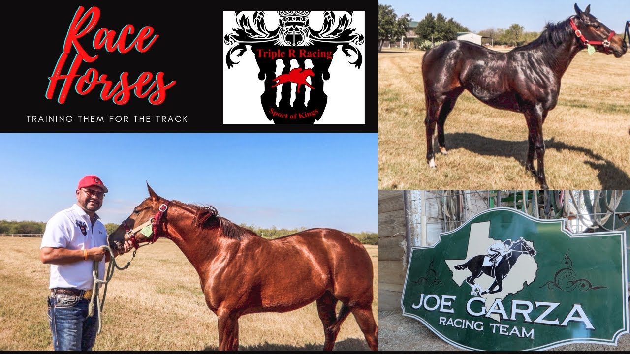 Race Horses | Lifestyle | Quarter Horses