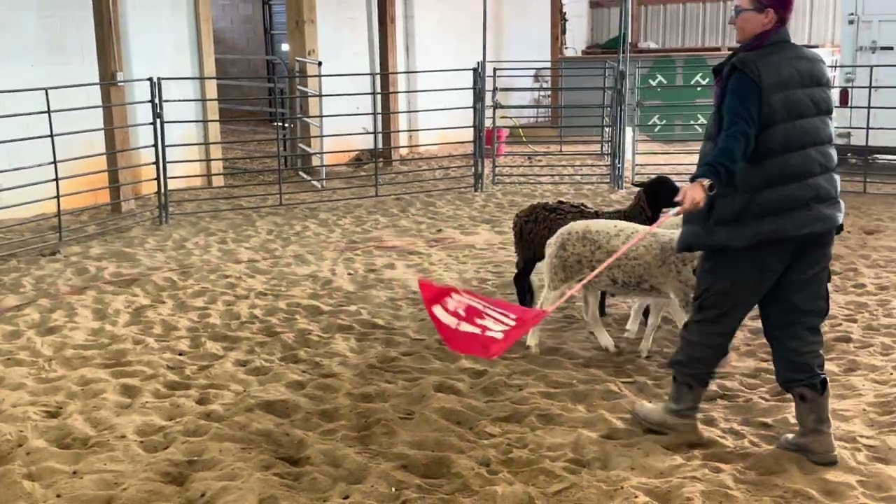 Dash, the Australian Shepherd’s AKC Herding Instinct Test