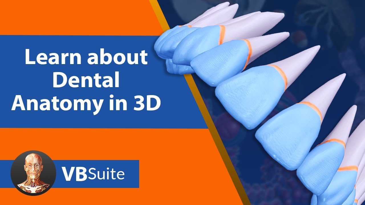 Learn about Dental Anatomy in 3D with Visible Body Suite