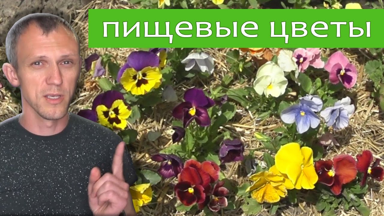 Пищевые цветы - герань, виола и бегония. Освещение, полив и особенности выращивания