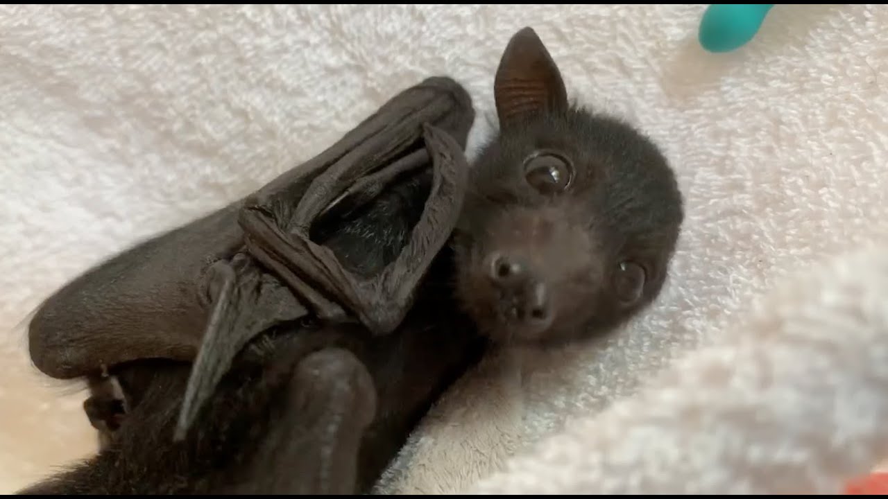Baby Flying-Fox on the airer:  this is Guinness