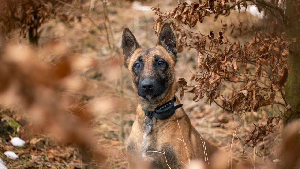 Rita - 3 years /Belgian Malinois/