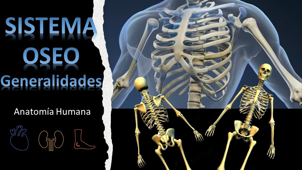 Generalidades del Sistema Óseo, Esquelético ó Esqueleto Humano