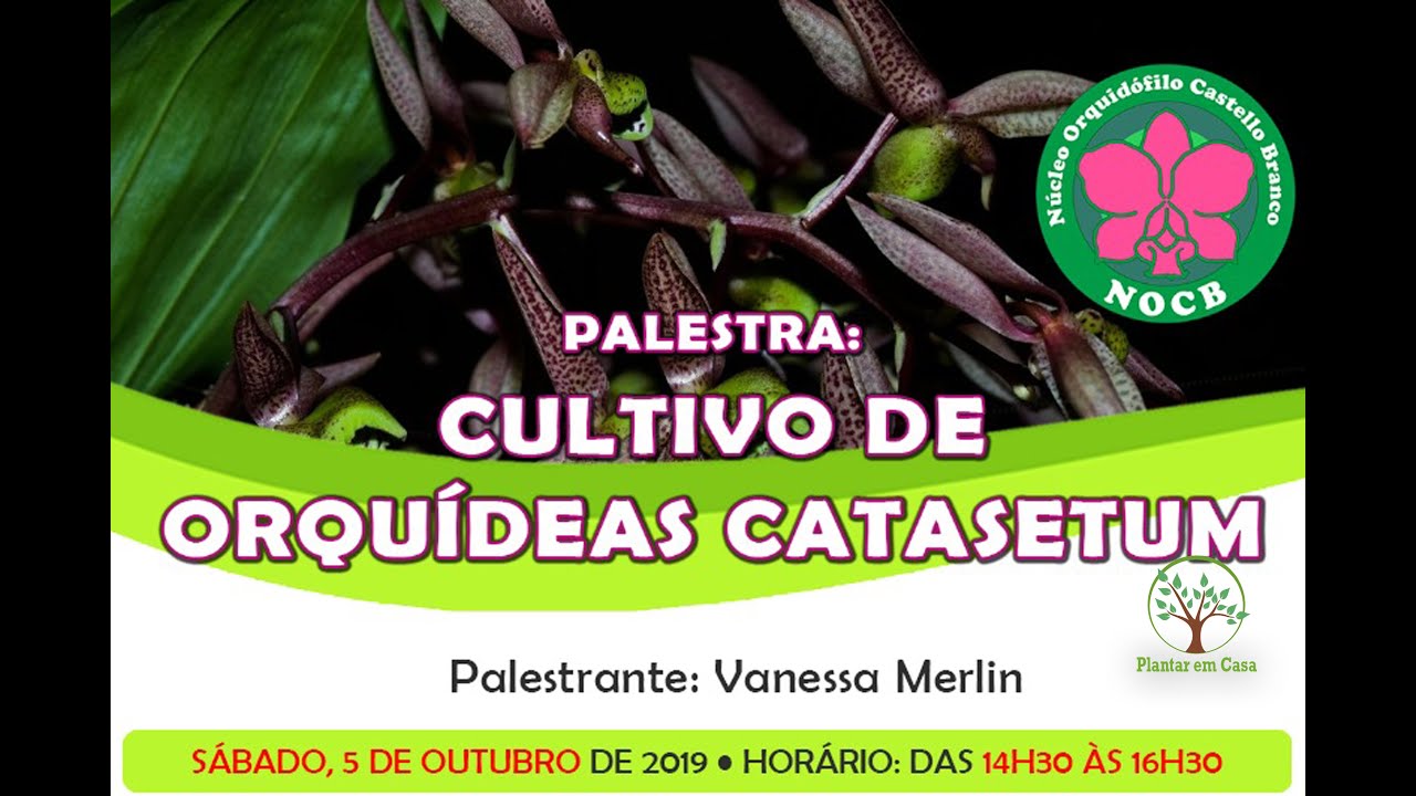 Cultivo de Catasetum com Vanessa Merlyn no NOCB