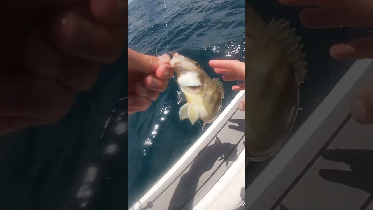 I CAUGHT A MYSTERY FISH #fishing #mystery #shorts