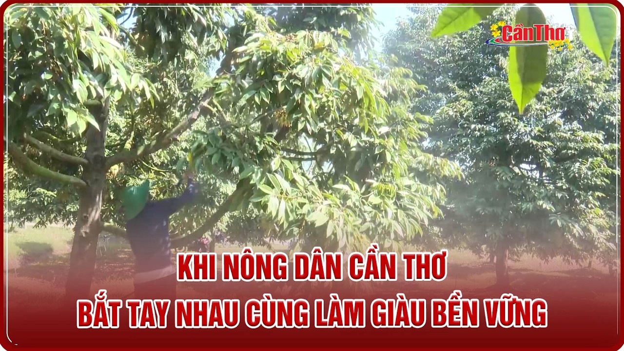 Khi nông dân Cần Thơ bắt tay nhau cùng làm giàu bền vững | NNST