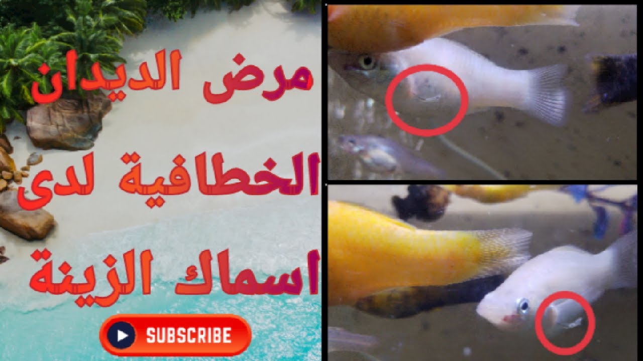 علاج مرض الديدان الخطافية لدى اسماك الزينة Anchor worm