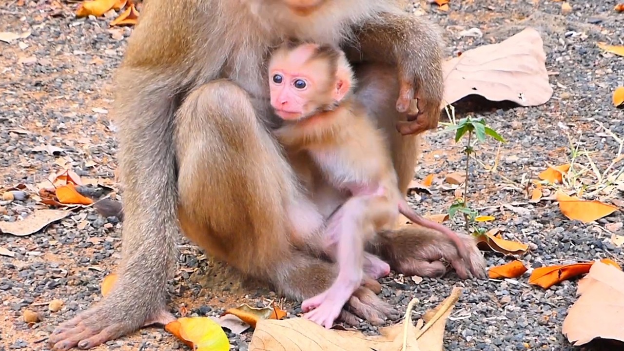 Live: Too Cute! Baby Monkey Prefers Sweet Milk Instead of Playing — Mama’s Loving Care 🐒💛