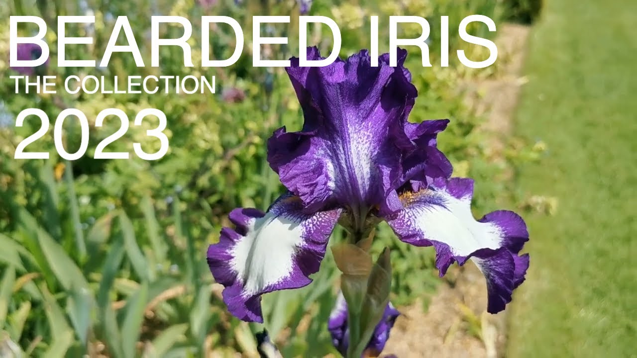 Best Bearded Iris Colours And Varieties To Grow In UK 2023