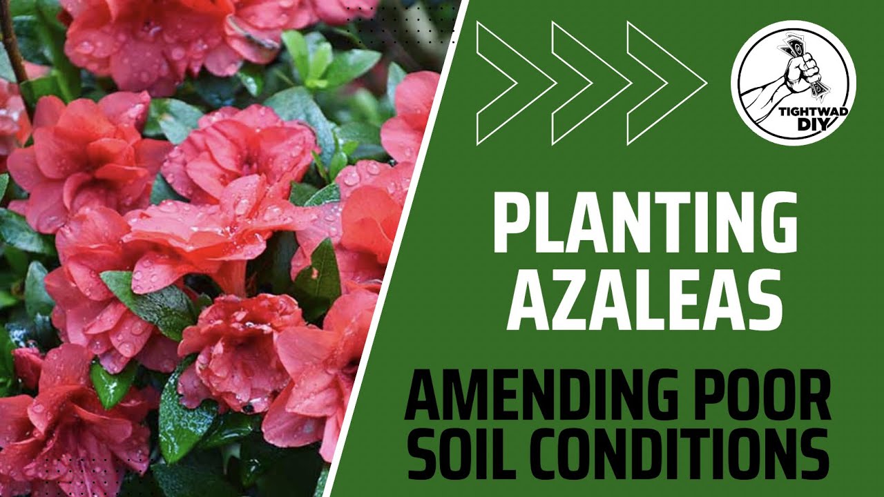 How to Plant Azaleas In Poor Soil Conditions | Best Soil Amendments For Planting Shrubs