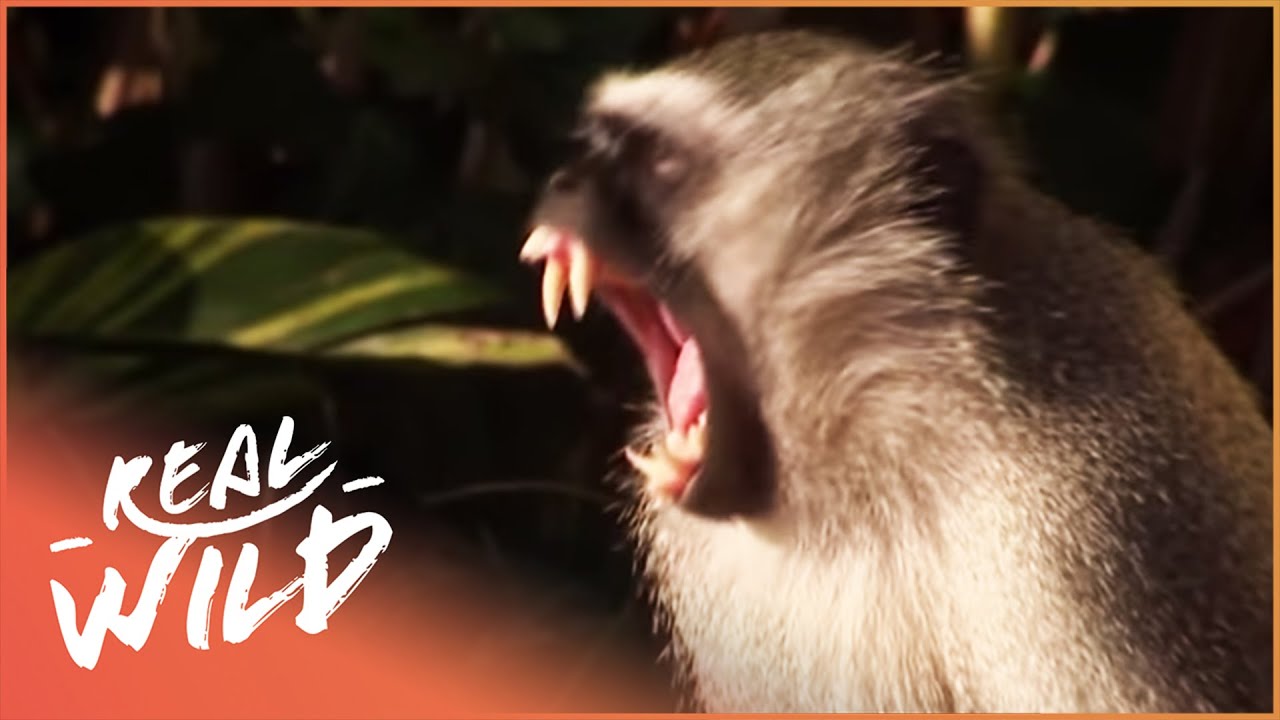Incredible Alpha Vervet Monkey Shows It's Dominance