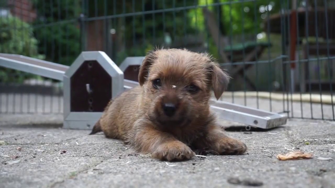 Norfolk Terrier Welpen - van de Erdmanntjes - 12. Wurf - 10.06.2018