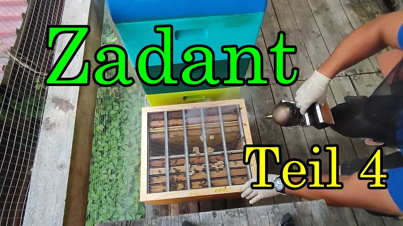 Imkern mit Zadant Teil 4